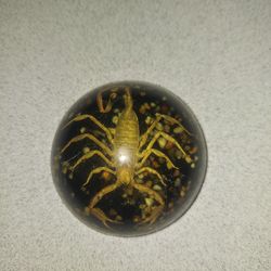 SCORPION PAPERWEIGHT IN RESIN DOME WITH FELT BOTTOM 