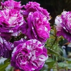 Rare European, Japan rose plants :  Scented Jewel