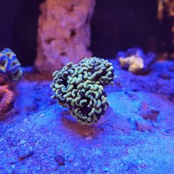Euphyllia Golden Hammer Coral