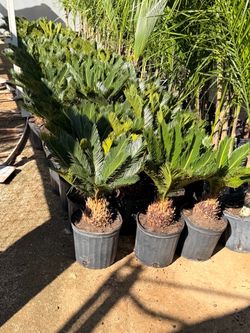 Sego palms 10" pots