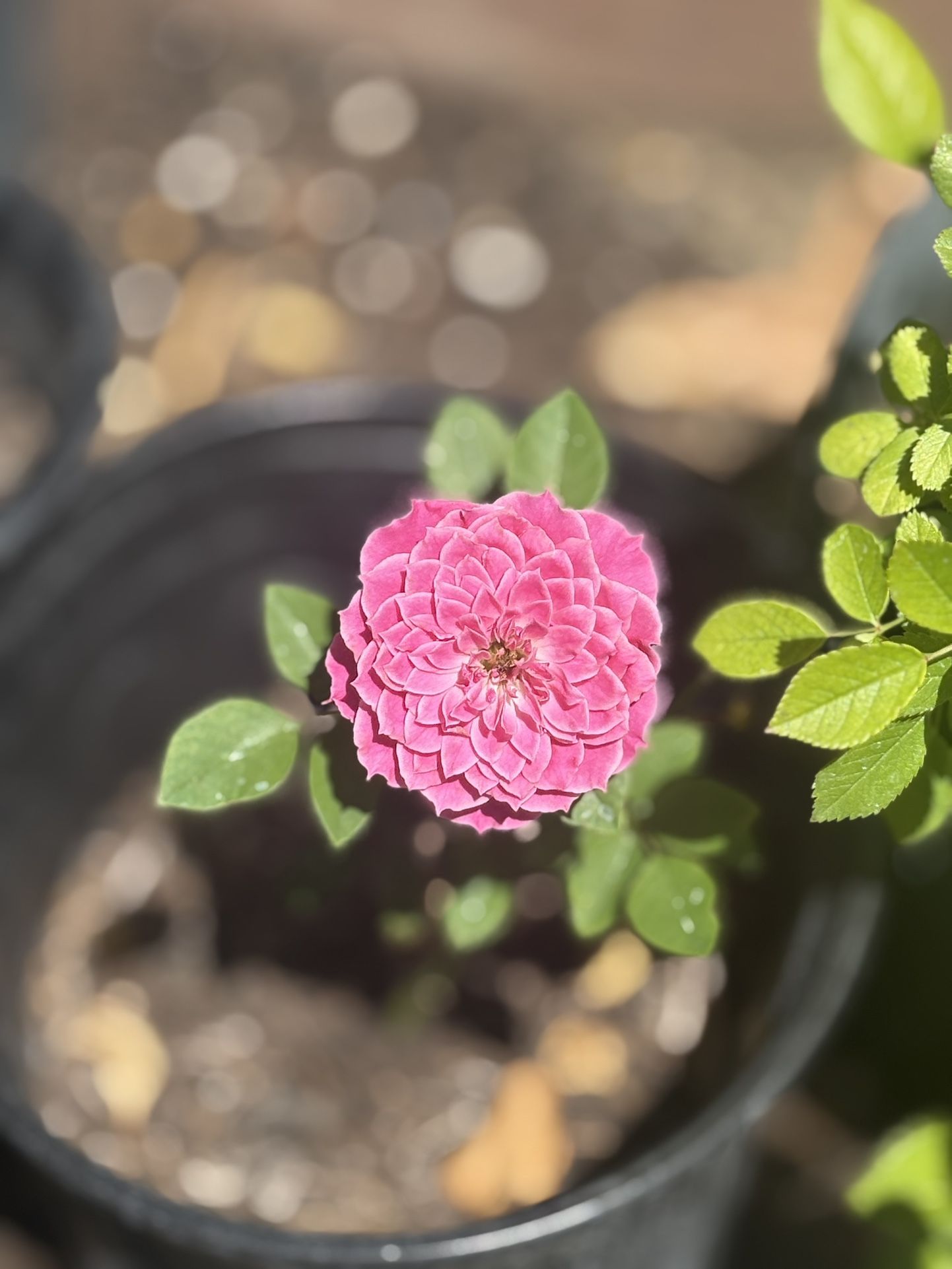 Special Garden Rose Plants - Various  