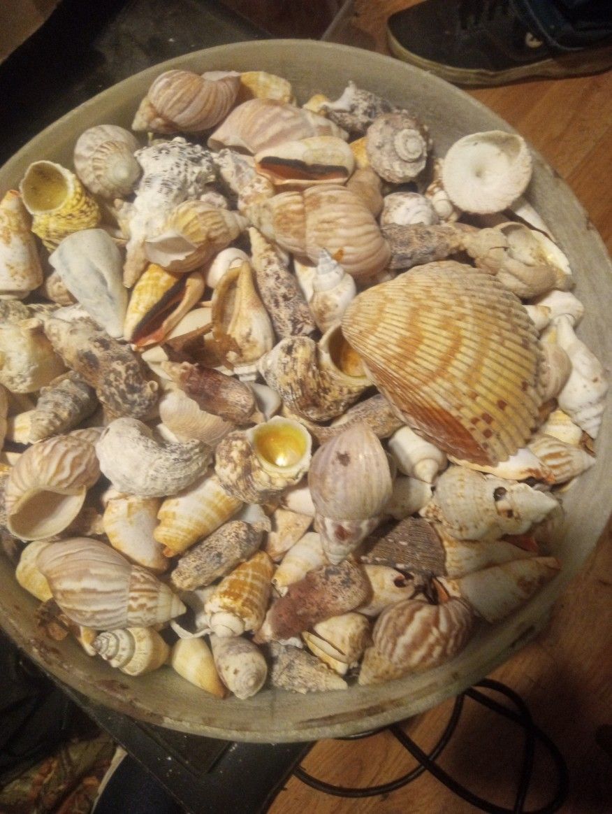 Sea Shells