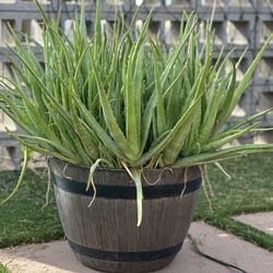 Giant Aloe In 25 Gallon Barrel 
