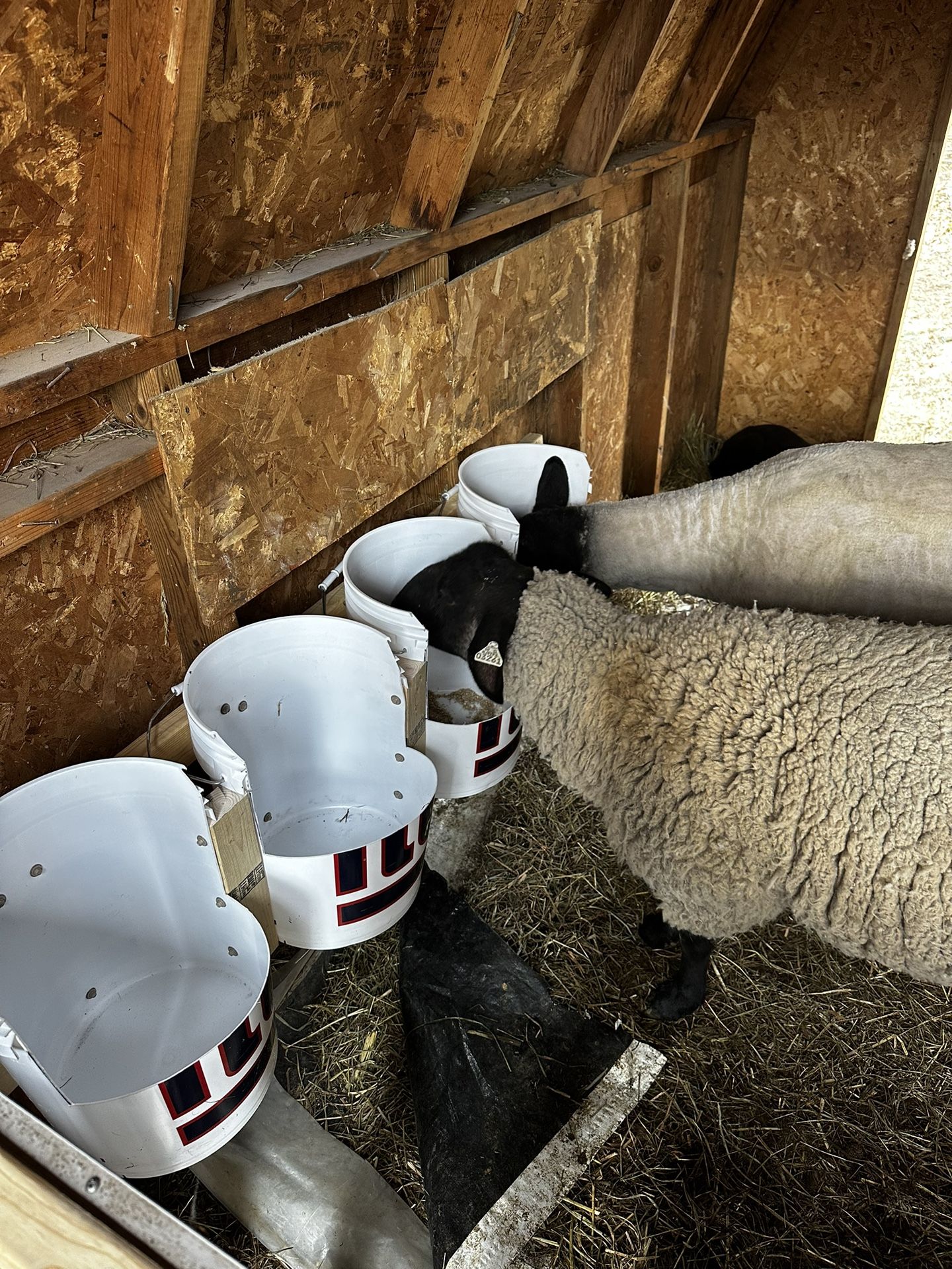 Sheep Manure/fertilizer