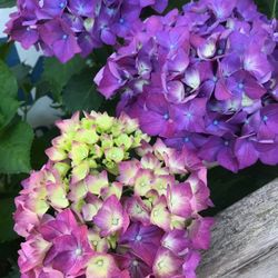 Hydrangea Perennial Plant Will Bloom Soon.