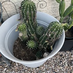Live Cactus