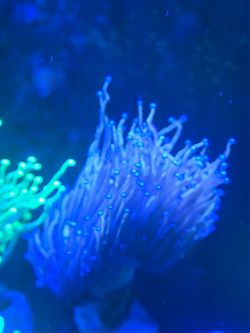 Aquarium Decoration Torch