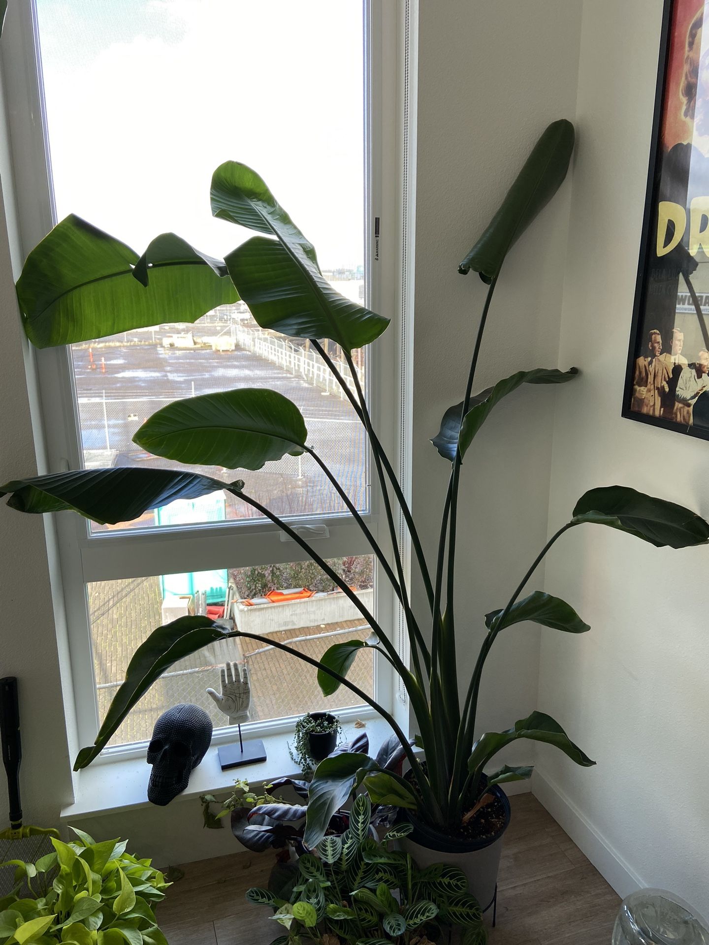 Bird Of Paradise Plant With Moisture Meter X2 for Sale in Portland, OR