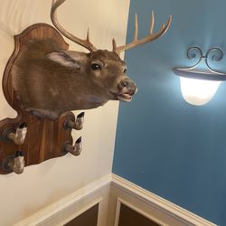 Deer Mount 