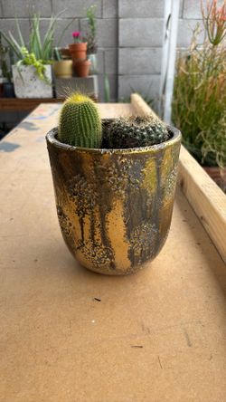 Gold Pot With Two Mini Cacti