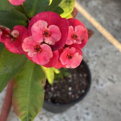 CORONA DE CRISTO