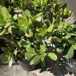 4 Extra Large Healthy Succulent 