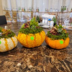 Succulent Pumpkins 