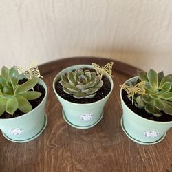 6" succulent pots