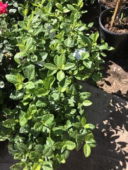 Gardenias $16 each