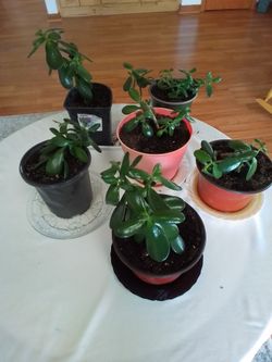 Jade plant