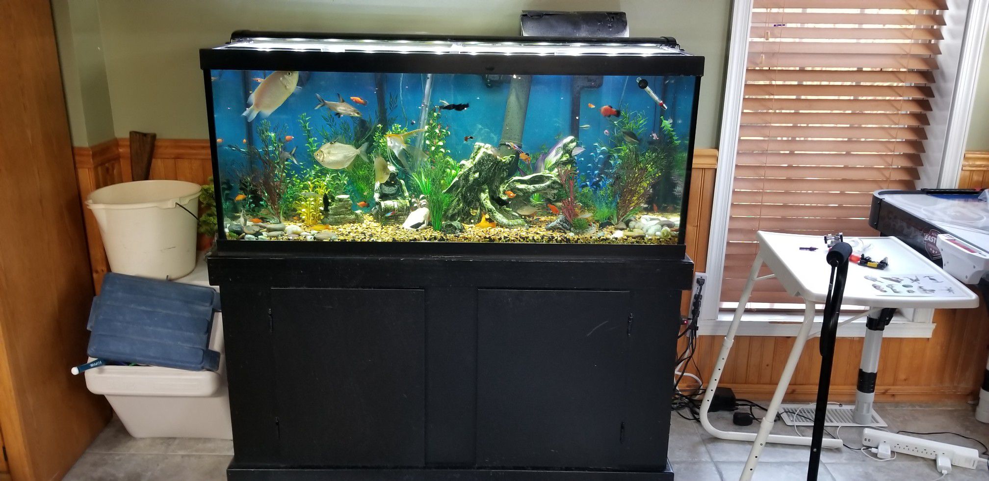 75 gallon fish tank, stand, canister filter, day/night LED light