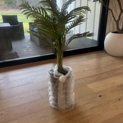4ft Tall Staging Palm Plant- Brand New $90