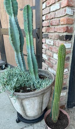 2 cactus in pots