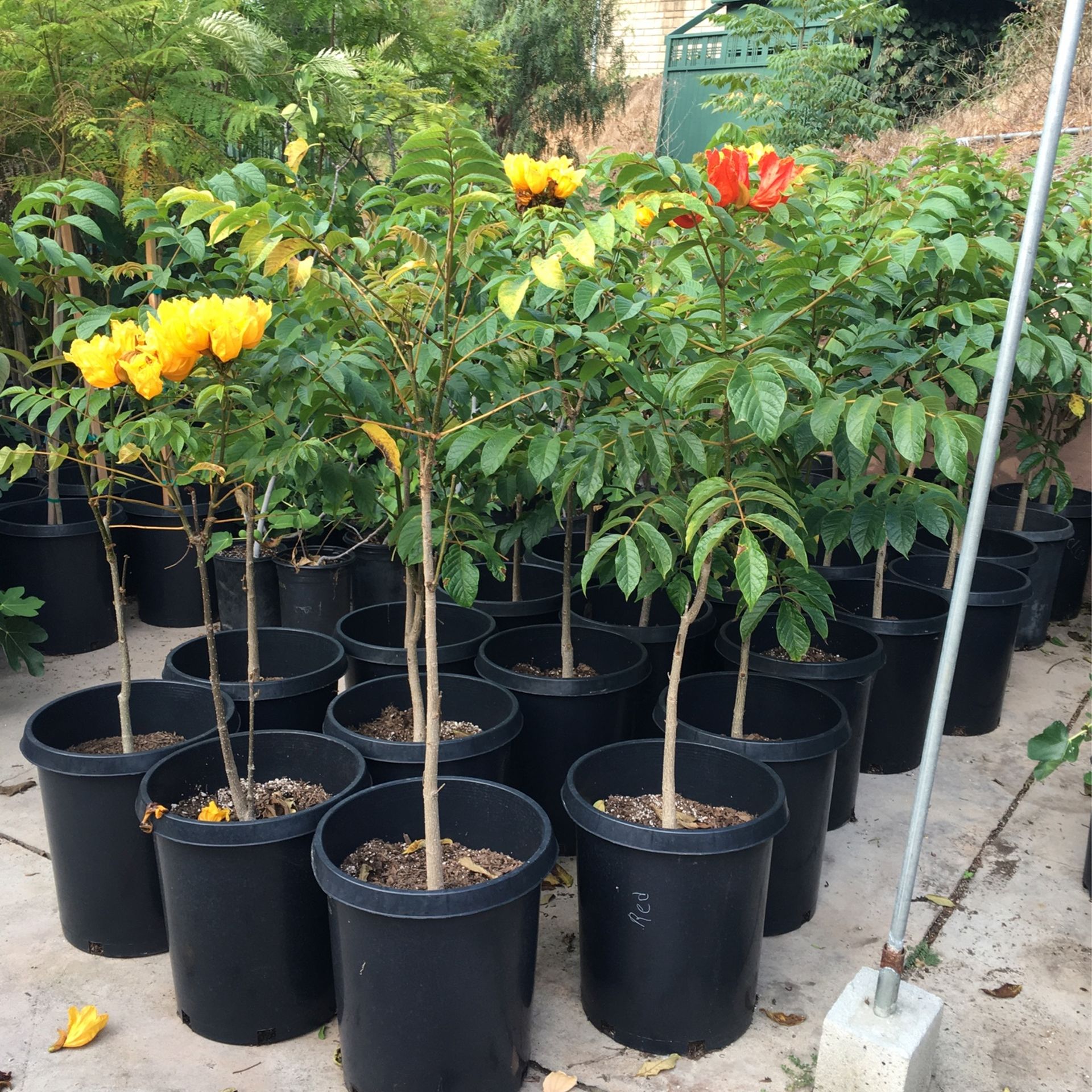 African Tulips 15 Gallon Pot 5 Ft