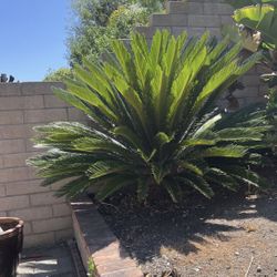 Sego Palm Tree - Yard Decoration 