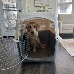 Dog Crate