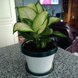 Plant