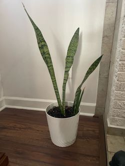 Large snake plant