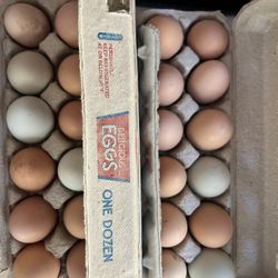 Fresh Free Range Chicken Eggs