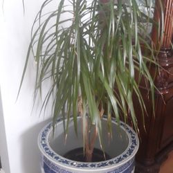 House Plant