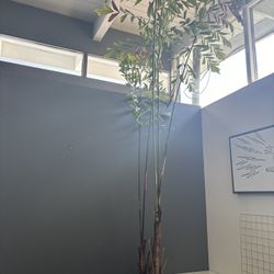 Giant 14 Foot Caryota Fishtail Palm