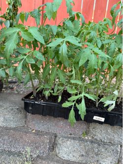 Tomatoes ready to plant