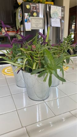 3 succulent mix plants in stainless steal pots