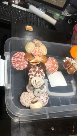 Seashell crosses handmade