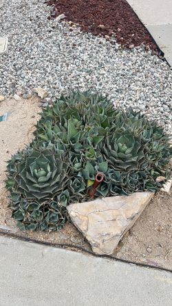 Free succulents