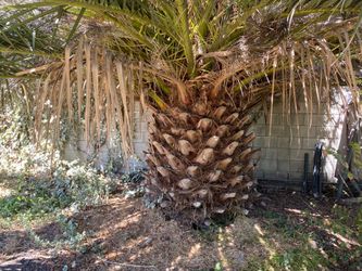 Free Palm tree