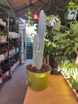 Blue Torch Cactus