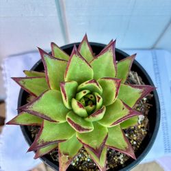 Succulent Echeveria Lipstick 