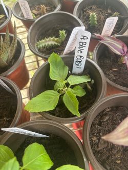 African blue basil plants