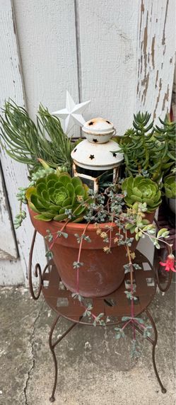 Succulent plant