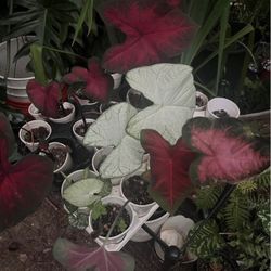 Caladium Plants 