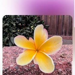 🔥 YELLOW with HOT PINK EDGES PLUMERIA 
