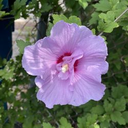 Purple Rose Of Sharon Plant