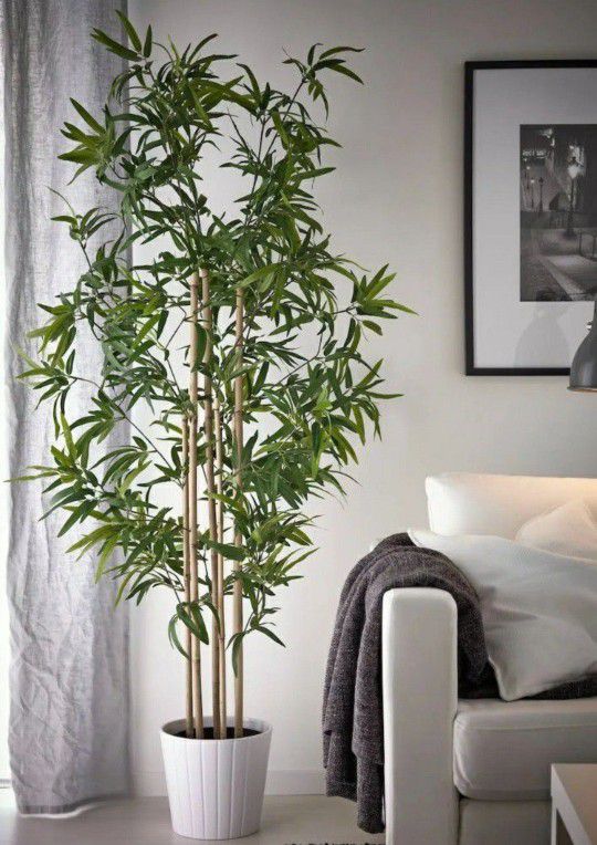 Ikea Bamboo Plant