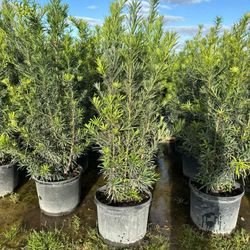 Podocarpos 7 Galones 