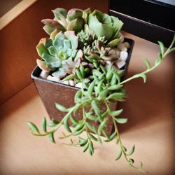 Succulents