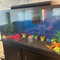 Fish Tank