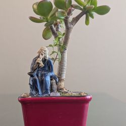 Jade Bonsai Tree Indoor Good Luck 6" tall