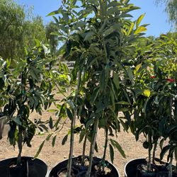 Avocado Trees