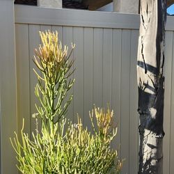 Mature Firestick Plant (Pencil Cactus) 